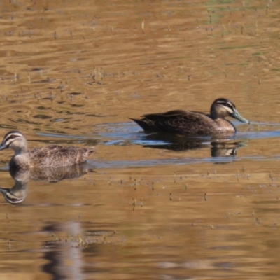 Anas superciliosa (Pacific Black Duck) at Molonglo Valley, ACT - 24 Jan 2023 by RodDeb