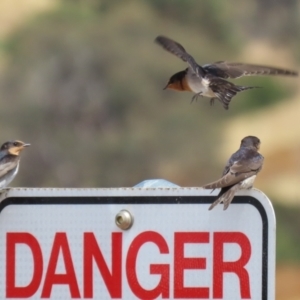 Hirundo neoxena at Molonglo Valley, ACT - 24 Jan 2023