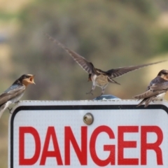 Hirundo neoxena at Molonglo Valley, ACT - 24 Jan 2023 11:47 AM