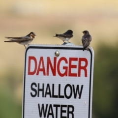 Hirundo neoxena at Molonglo Valley, ACT - 24 Jan 2023 11:47 AM