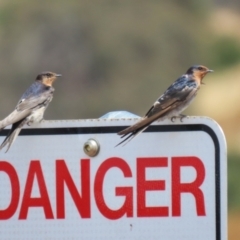 Hirundo neoxena at Molonglo Valley, ACT - 24 Jan 2023 11:47 AM