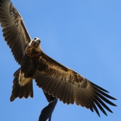 Aquila audax (Wedge-tailed Eagle) at Molonglo Valley, ACT - 24 Jan 2023 by RodDeb