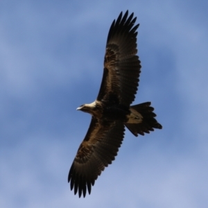 Aquila audax at Molonglo Valley, ACT - 24 Jan 2023