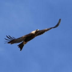 Aquila audax at Molonglo Valley, ACT - 24 Jan 2023