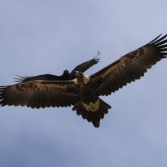 Aquila audax at Molonglo Valley, ACT - 24 Jan 2023