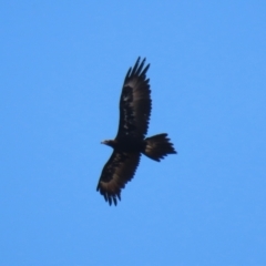 Aquila audax (Wedge-tailed Eagle) at Molonglo Valley, ACT - 24 Jan 2023 by RodDeb