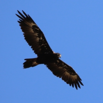 Aquila audax (Wedge-tailed Eagle) at Molonglo Valley, ACT - 24 Jan 2023 by RodDeb