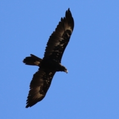 Aquila audax at Molonglo Valley, ACT - 24 Jan 2023 11:25 AM