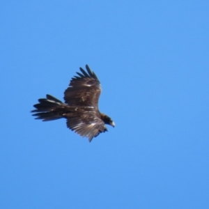 Aquila audax at Molonglo Valley, ACT - 24 Jan 2023 11:25 AM