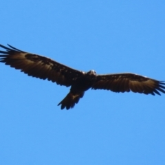 Aquila audax at Molonglo Valley, ACT - 24 Jan 2023 11:25 AM