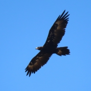 Aquila audax at Molonglo Valley, ACT - 24 Jan 2023 11:25 AM