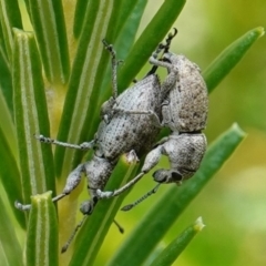 Entiminae (subfamily) at Vincentia, NSW - 21 Jan 2023 by RobG1