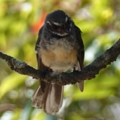 Rhipidura albiscapa (Grey Fantail) at Vincentia, NSW - 21 Jan 2023 by RobG1