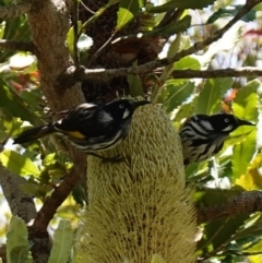 Phylidonyris novaehollandiae (New Holland Honeyeater) at Vincentia, NSW - 21 Jan 2023 by RobG1