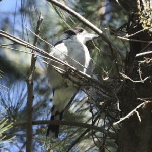 Cracticus torquatus at Hawker, ACT - 25 Jan 2023