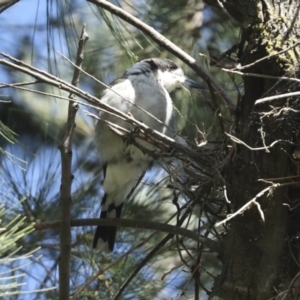 Cracticus torquatus at Hawker, ACT - 25 Jan 2023