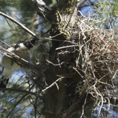 Cracticus torquatus at Hawker, ACT - 25 Jan 2023 08:57 AM