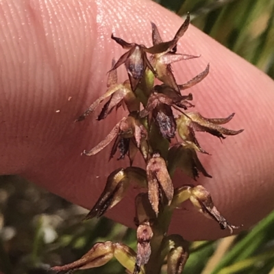 Corunastylis filiforme (Glandular Midge Orchid) at Boolijah, NSW - 28 Dec 2022 by Tapirlord