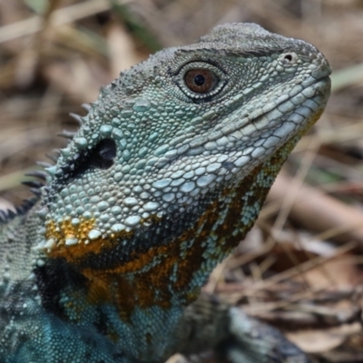 Intellagama lesueurii howittii (Gippsland Water Dragon) at Gordon, ACT - 25 Jan 2023 by RodDeb