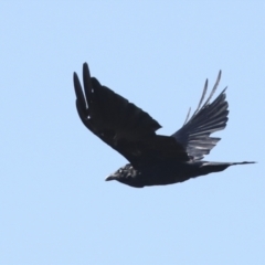 Corvus coronoides (Australian Raven) at Hawker, ACT - 24 Jan 2023 by AlisonMilton