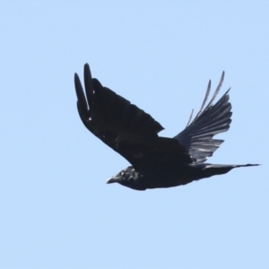 Corvus coronoides at Hawker, ACT - 25 Jan 2023