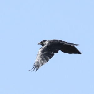 Corvus coronoides at Hawker, ACT - 25 Jan 2023