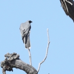 Coracina novaehollandiae (Black-faced Cuckooshrike) at Hawker, ACT - 25 Jan 2023 by AlisonMilton