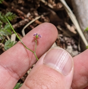 Cardamine lilacina at Namadgi National Park - 25 Jan 2023 12:03 PM