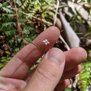 Cardamine lilacina at Namadgi National Park - 25 Jan 2023 12:03 PM