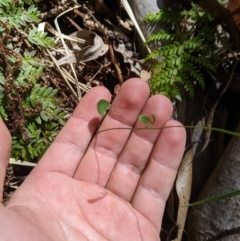Cardamine lilacina at Namadgi National Park - 25 Jan 2023