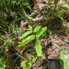 Drymophila cyanocarpa (Turquoise Berry) at Namadgi National Park - 25 Jan 2023 by MattM