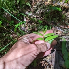 Drymophila cyanocarpa at Cotter River, ACT - 25 Jan 2023