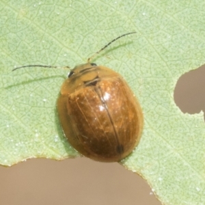 Paropsisterna cloelia at Scullin, ACT - 12 Jan 2023