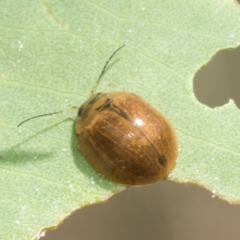 Paropsisterna cloelia at Scullin, ACT - 12 Jan 2023