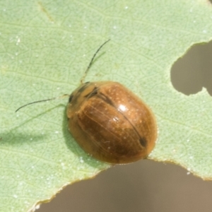 Paropsisterna cloelia at Scullin, ACT - 12 Jan 2023