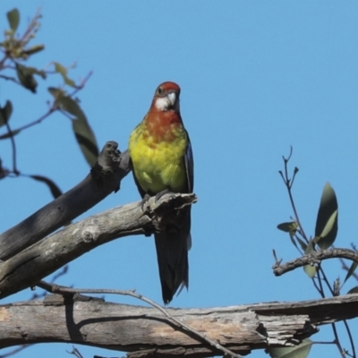 Platycercus eximius (Eastern Rosella) at Hawker, ACT - 25 Jan 2023 by AlisonMilton