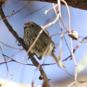 Acanthiza pusilla at Hawker, ACT - 25 Jan 2023