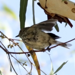 Acanthiza pusilla at Hawker, ACT - 25 Jan 2023