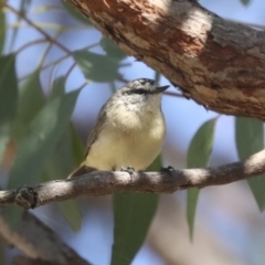 Acanthiza chrysorrhoa (Yellow-rumped Thornbill) at The Pinnacle - 24 Jan 2023 by AlisonMilton
