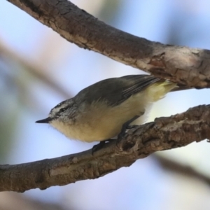 Acanthiza chrysorrhoa at Hawker, ACT - 25 Jan 2023