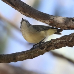 Acanthiza chrysorrhoa at Hawker, ACT - 25 Jan 2023