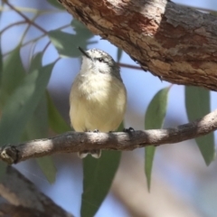 Acanthiza chrysorrhoa at Hawker, ACT - 25 Jan 2023