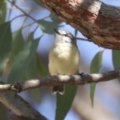 Acanthiza chrysorrhoa at Hawker, ACT - 25 Jan 2023