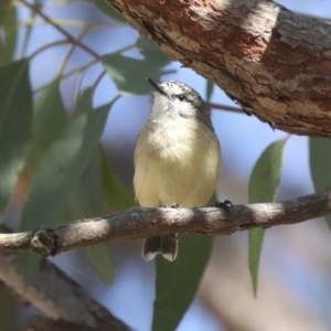 Acanthiza chrysorrhoa at Hawker, ACT - 25 Jan 2023