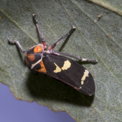 Eurymeloides pulchra (Gumtree hopper) at Higgins, ACT - 12 Jan 2023 by AlisonMilton