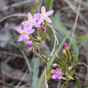 Centaurium sp. at Fadden, ACT - 25 Jan 2023