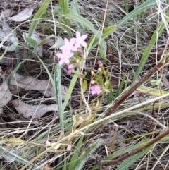 Centaurium sp. at Fadden, ACT - 25 Jan 2023 06:59 PM