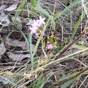 Centaurium sp. at Fadden, ACT - 25 Jan 2023