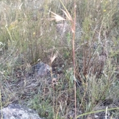 Themeda triandra (Kangaroo Grass) at Wanniassa Hill - 25 Jan 2023 by KumikoCallaway