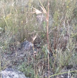 Themeda triandra at Fadden, ACT - 25 Jan 2023 07:24 PM